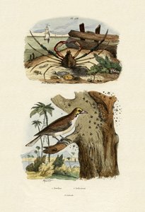 スコーピオンスパイダークラブ、1833-39 作： French School